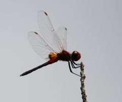 Celithemis bertha