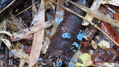 Mycena cyanocephala