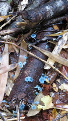 Mycena cyanocephala