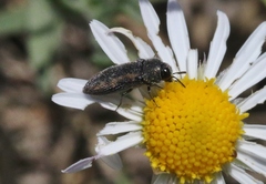 Acmaeodera neoneglecta