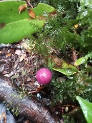 Cortinarius magellanicus