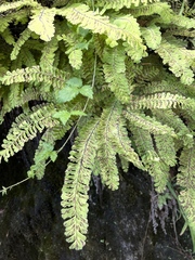 Hyalopsora adianti-capilli-veneris