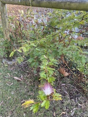 Calliandra surinamensis