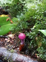 Cortinarius magellanicus