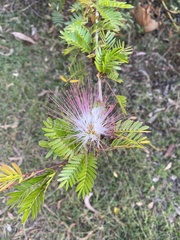 Calliandra surinamensis