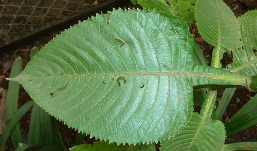 Tropical Giant Salvia