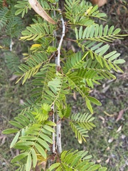 Calliandra surinamensis
