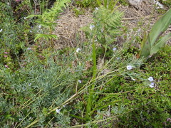 Psoralea triflora