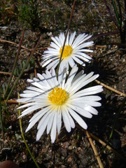Lampranthus reptans