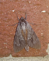 Lapara coniferarum