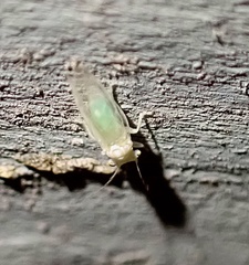 Psylla buxi