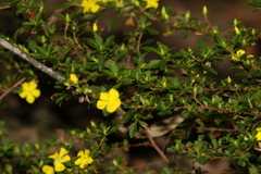 Hibbertia diffusa