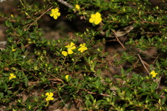 Hibbertia diffusa