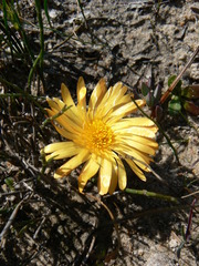 Lampranthus reptans