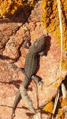 Podarcis carbonelli berlengensis