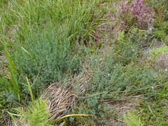 Psoralea triflora