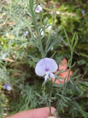 Psoralea triflora