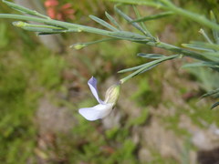 Psoralea triflora