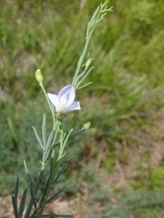 Psoralea triflora