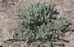 Cryptantha mexicana