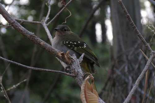 Nicator gularis