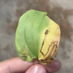 Liriomyza smilacinae