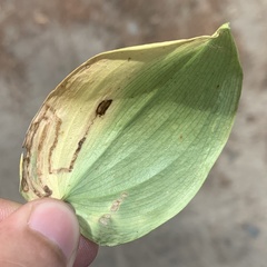 Liriomyza smilacinae