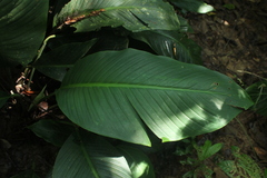 Spathiphyllum cannifolium