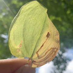 Liriomyza smilacinae