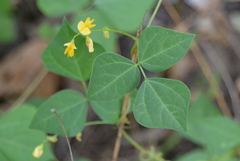 Rhynchosia minima minima