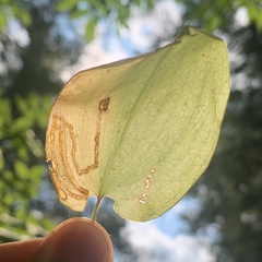 Liriomyza smilacinae