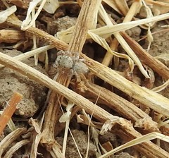 Habronattus hirsutus
