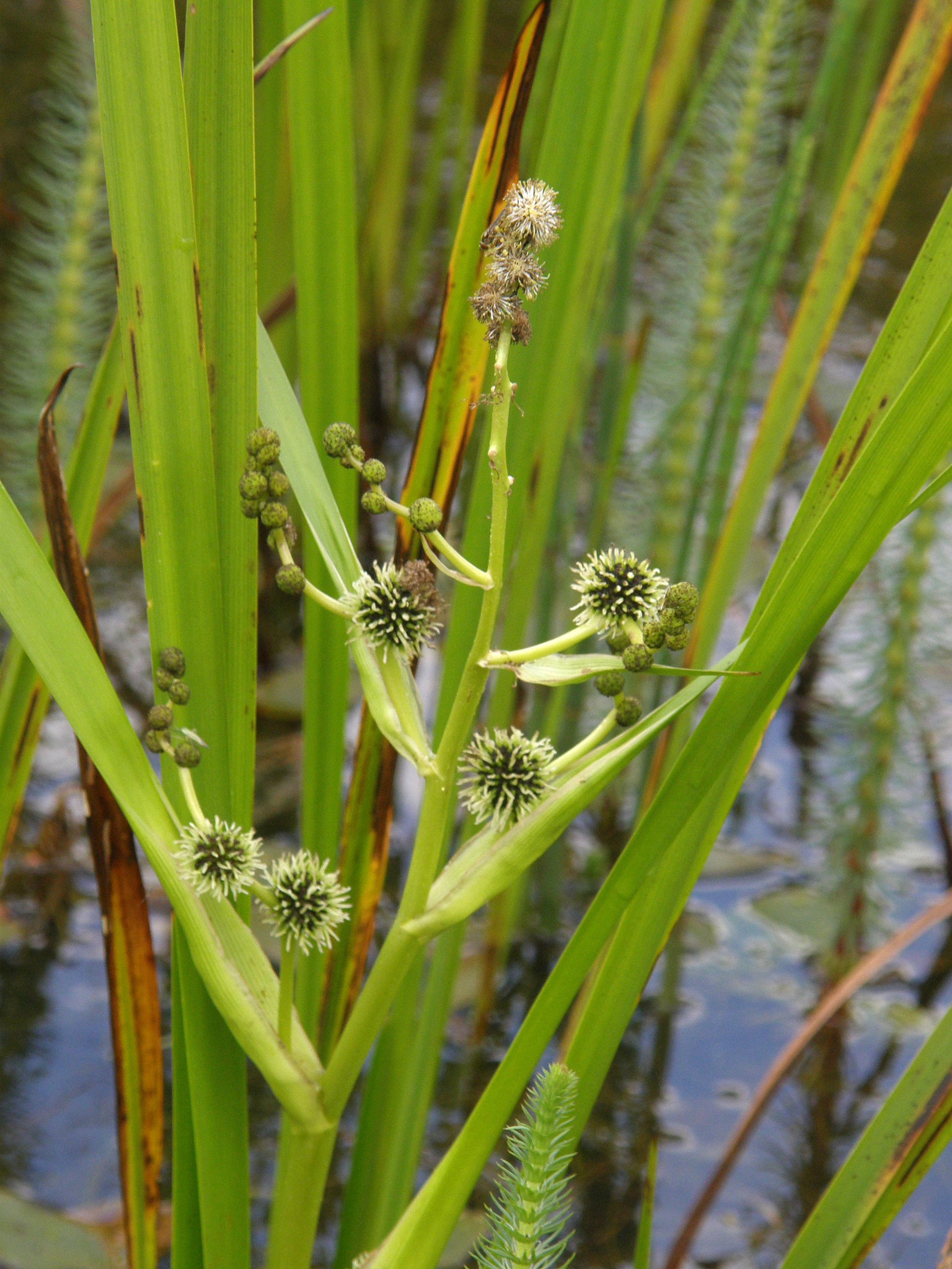 Sparganium erectum