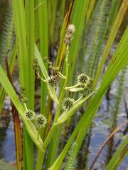 Branched Bur-Reed - Photo (c) Bas Kers, some rights reserved (CC BY-NC-SA)