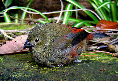 Red-Faced Crimsonwing