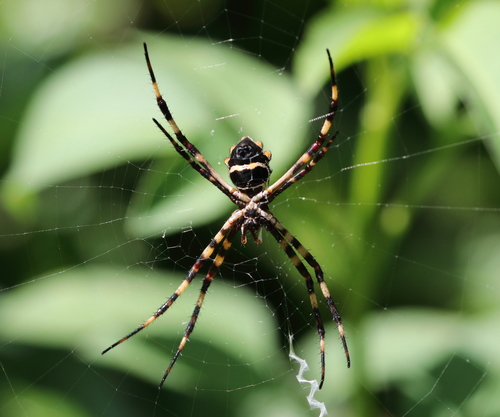Argiope argentata image