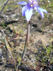Moraea lugubris
