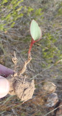 Eriospermum cordiforme