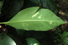 Spathiphyllum cannifolium