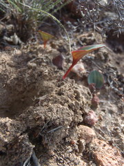 Eriospermum cordiforme