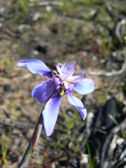 Moraea lugubris