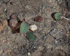 Eriospermum cordiforme