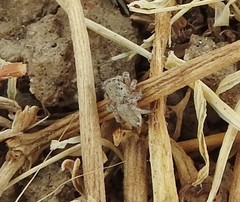 Habronattus hirsutus