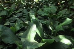 Spathiphyllum cannifolium