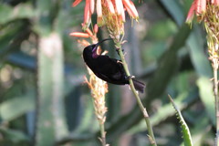 Chalcomitra amethystina amethystina