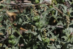 Stillingia treculiana