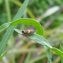 Dichrorampha alpinana