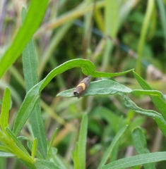 Dichrorampha alpinana