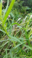 Dichrorampha alpinana