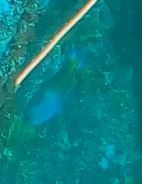 Callanthias australis